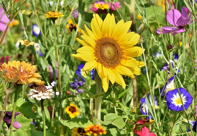 sunflower, flowers, flower bed, flower background, flower meadow, petals, bloom, bright, wild flowers, beautiful flowers, wildflowers, garden flowers, colorful, plant, meadow, nature, flower wallpaper, flora, garden